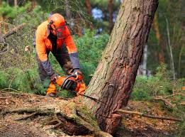 Best Stump Grinding and Removal  in Red Springs, NC